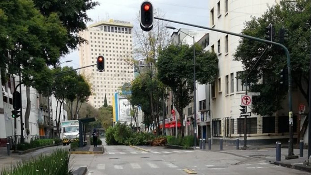 Cae árbol en la colonia Centro