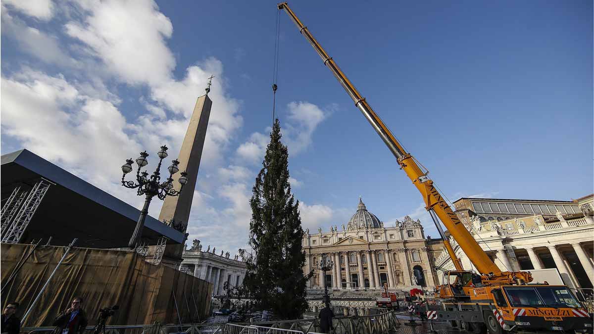 Colocan árbol de Navidad gigante en el Vaticano