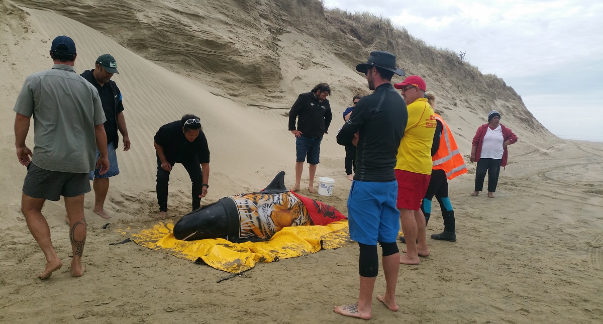 Luchan por rescatar a seis ballenas varadas en Nueva Zelanda - ayuda-a-ballenas
