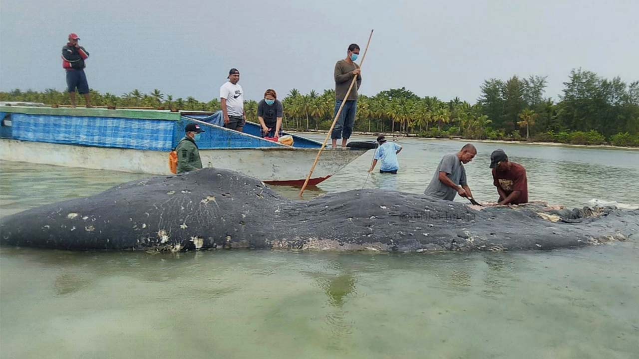 Descubren casi seis kilos de plástico en ballena muerta en Indonesia