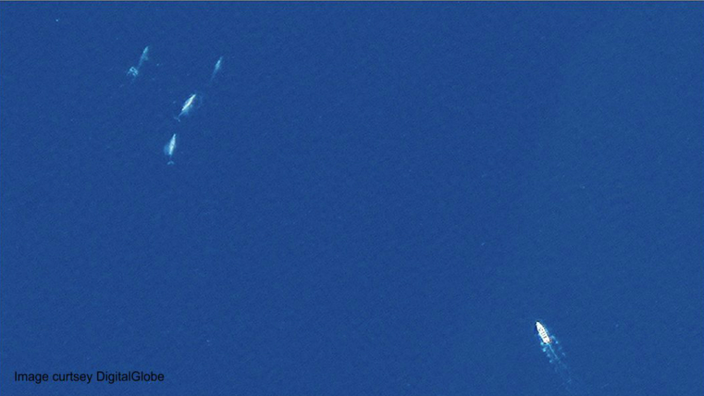 Es la ballena primer animal observable en detalle desde el espacio - ballena-satelite