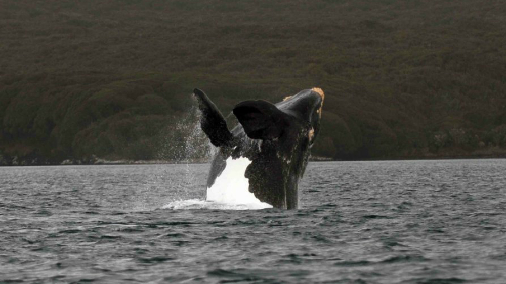 Es la ballena primer animal observable en detalle desde el espacio