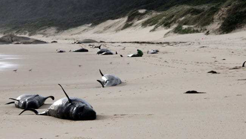 Hallan 28 ballenas muertas en playa de Australia