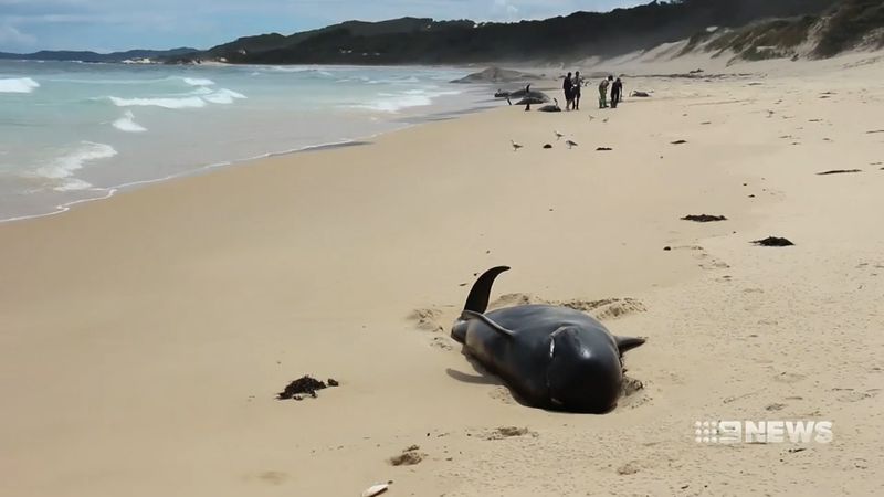Hallan 28 ballenas muertas en playa de Australia - ballenas-australia1