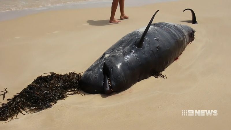 Hallan 28 ballenas muertas en playa de Australia - ballenas-australia2