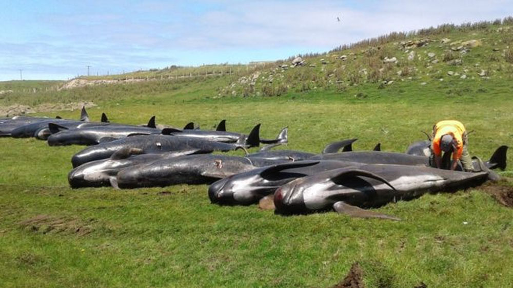 #Video Mueren 51 ballenas tras quedar varadas en Nueva Zelanda