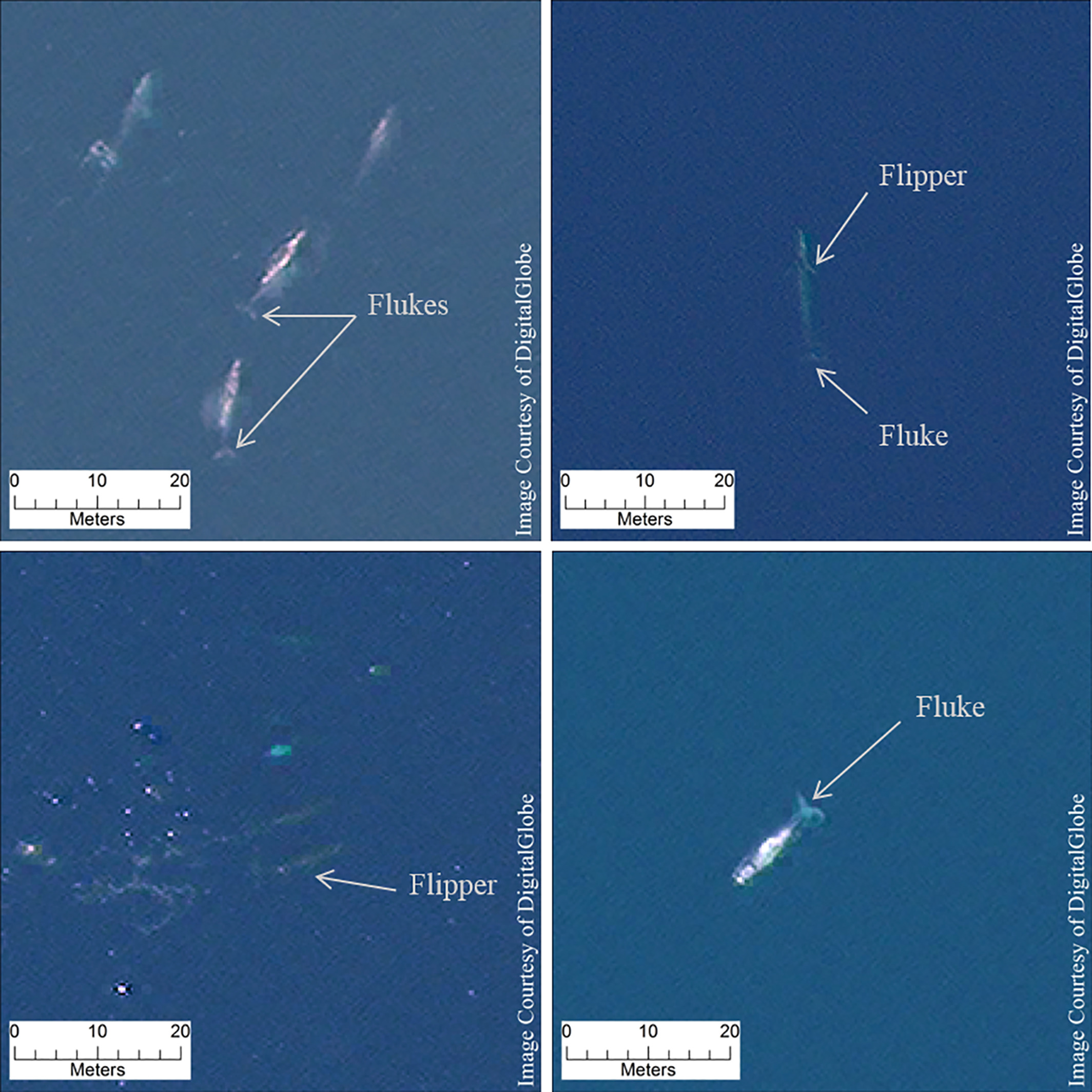 Es la ballena primer animal observable en detalle desde el espacio - ballenas-satelite