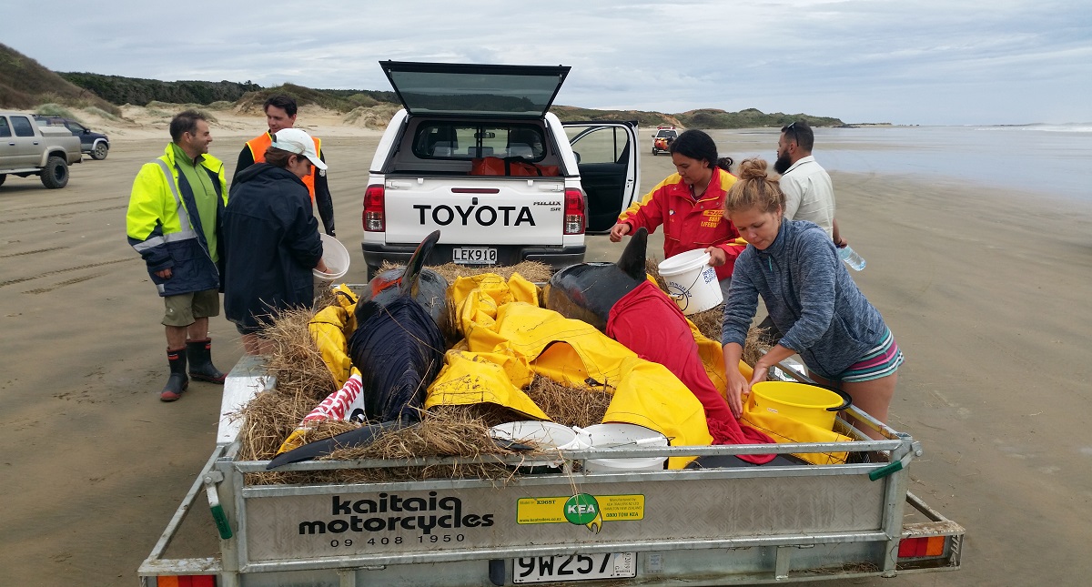 Luchan por rescatar a seis ballenas varadas en Nueva Zelanda - ballenas-siendo-trasladadas-a-playa-rarawa