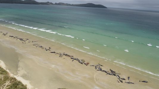 Hallan 145 ballenas muertas en playas de Nueva Zelanda - ballenas-varadas-nueva-zelanda