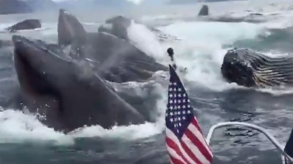 Ballenas dan sorpresa a hombre que navegaba en bote Ballenas dan sorpresa a hombre que navegaba en bote