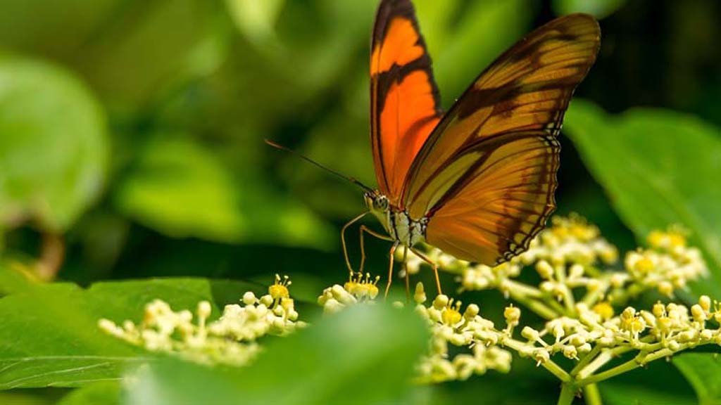 La pérdida de biodiversidad acelera la extinción humana
