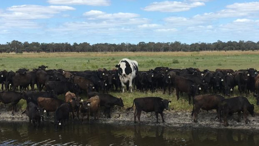 Buey se salva del matadero por su tamaño y peso