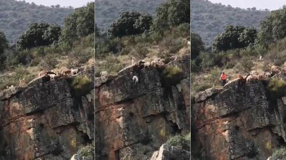 #Video 12 perros y un ciervo caen por barranco durante cacería - caceria-en-herreruela-espana