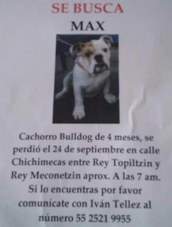 #Video Captan presunto robo de Bulldog en Coyoacán - cachorro-de-bulldog-robado-en-coyoacan