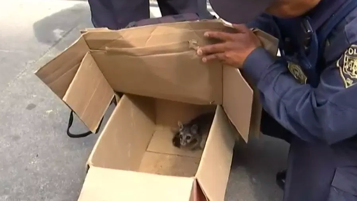 #Video Encuentran a cacomixtle en calles del Centro de la CDMX