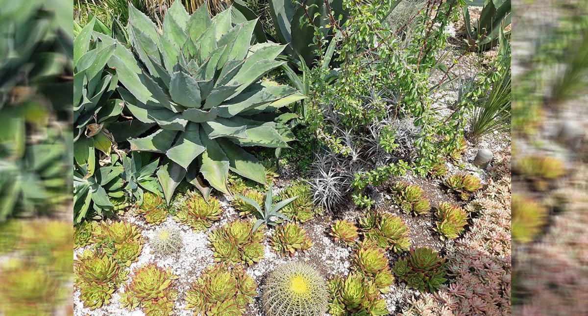Humanos desaparecerán el 90 por ciento de la biodiversidad - cactus