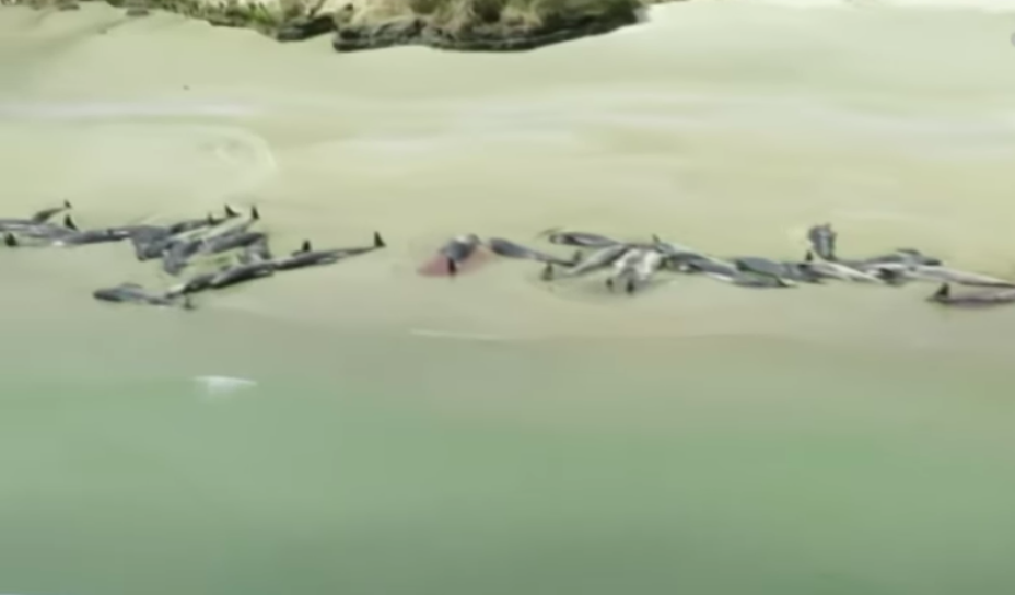 Hallan 145 ballenas muertas en playas de Nueva Zelanda