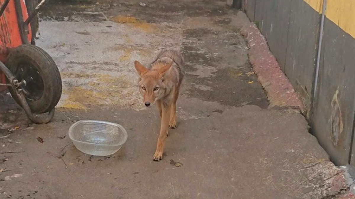 Rescatan a coyote que merodeaba en calles de Iztapalapa