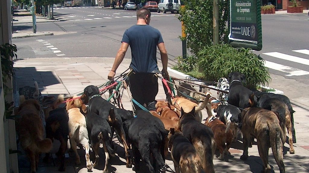 Se hacen pasar por cuidadores para robar perros