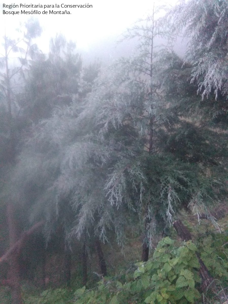 Aplican Operativo Invernal en Áreas Naturales Protegidas - dselwawvyaapwfq