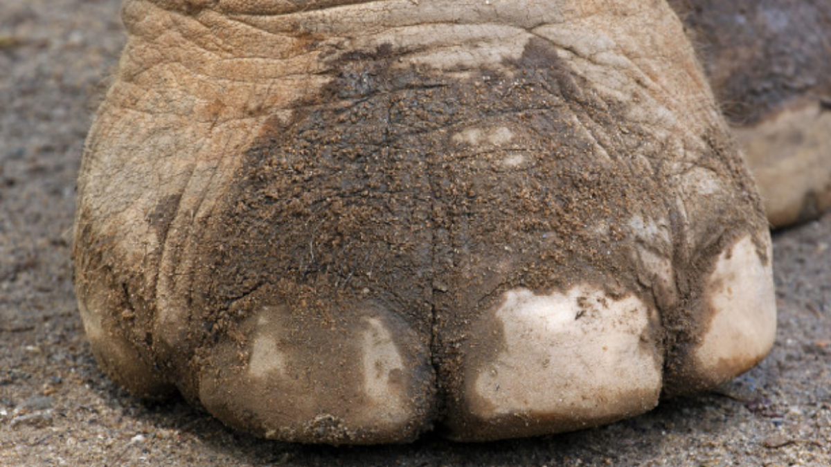 Elefante aplasta y mata a hombre en Tailandia