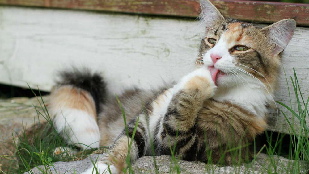 Cómo los gatos utilizan su lengua para mojar su pelaje - gato-pelaje-2