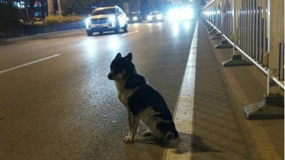 #Video Perro fiel espera en el lugar donde su dueña fue asesinada #Video Perro fiel espera en el lugar donde su dueña fue asesinada