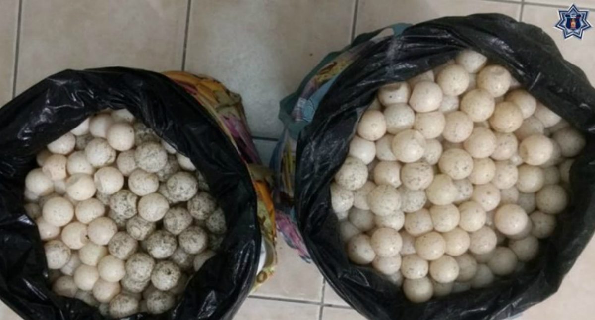 Detienen a mujer con dos mil huevos de tortuga en Oaxaca