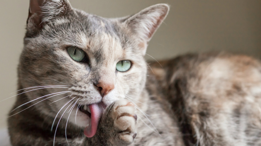 Cómo los gatos utilizan su lengua para mojar su pelaje
