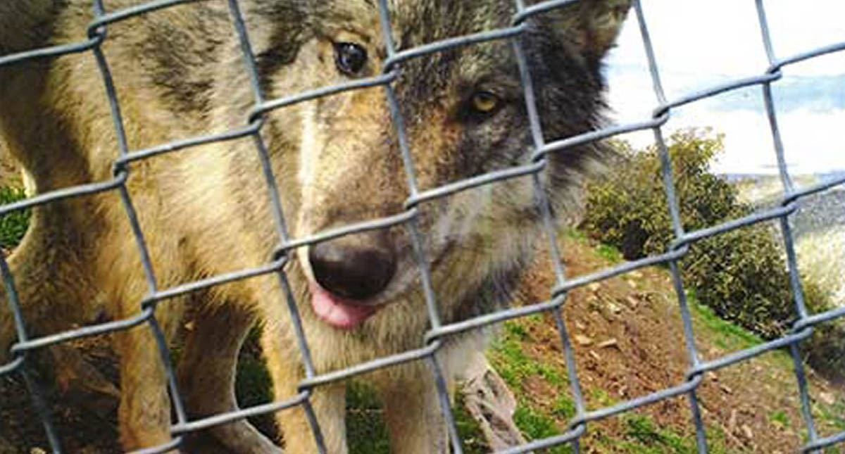 Lobo mexicano escapa de centro de vida silvestre en Colorado