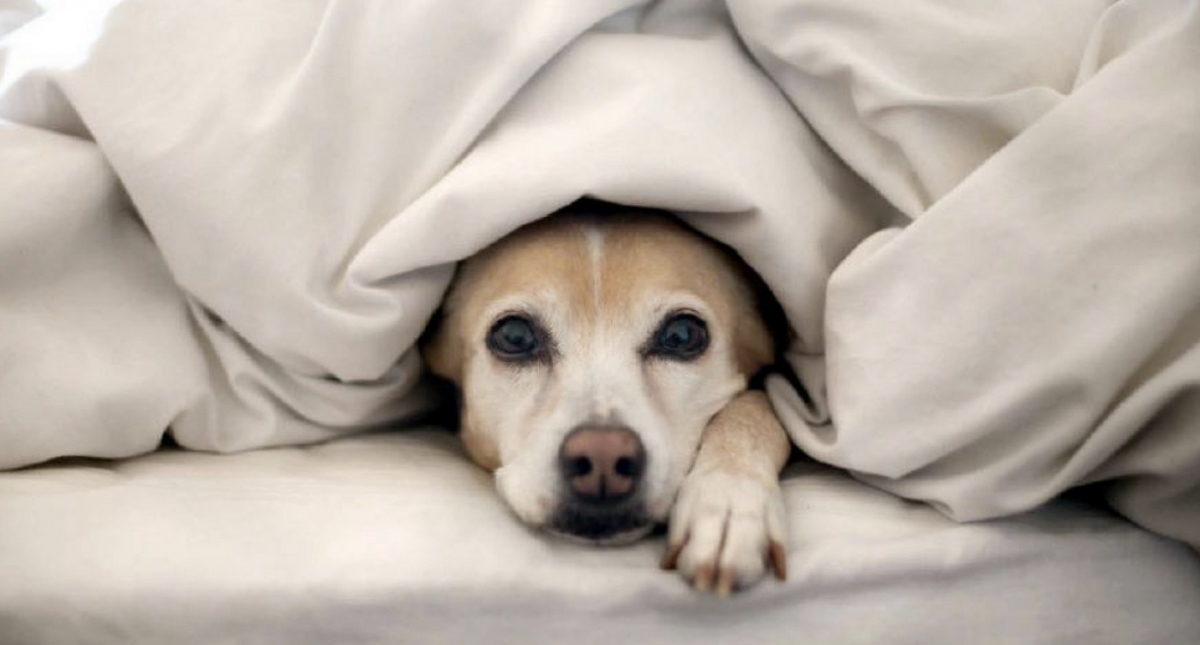 Cómo proteger a su mascota del frío Cómo proteger a su mascota del frío