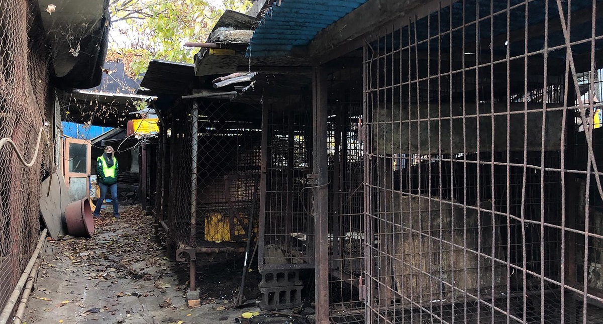 Cierran el mayor matadero de perros en Corea del Sur - matadero-cs