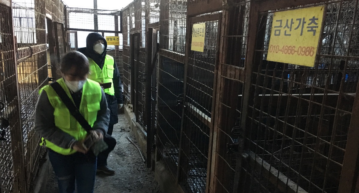 Cierran el mayor matadero de perros en Corea del Sur