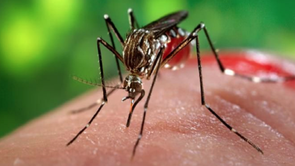 Bajan casos de Chikungunya y Zika en México - mosquito-transmisor-del-chikungunya