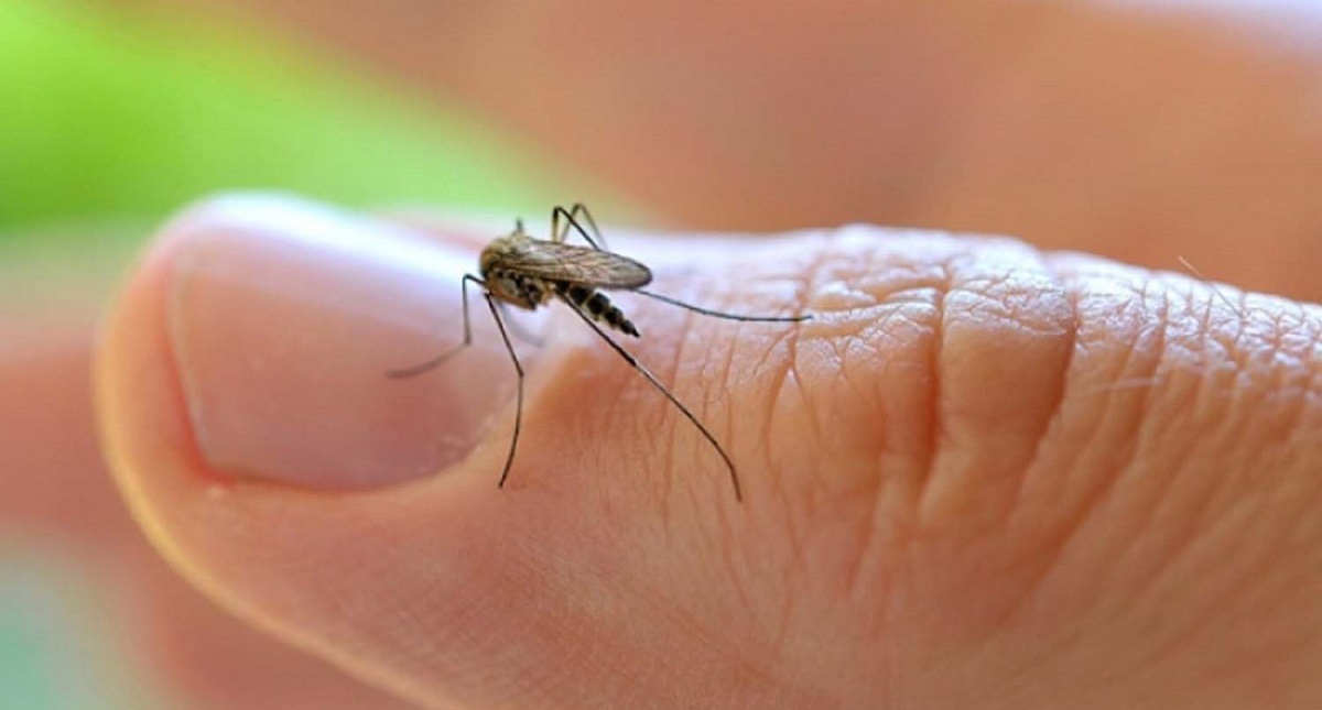 Bajan casos de Chikungunya y Zika en México - mosquito-transmisor-del-zika