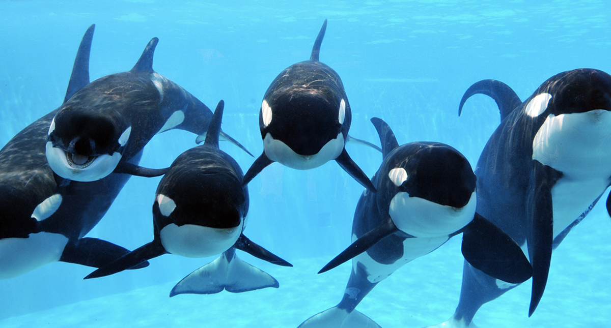 La vida de las ballenas en cautiverio