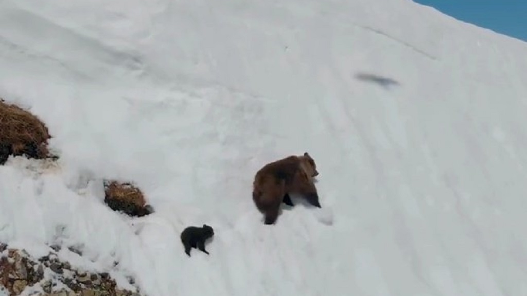 #Video La verdad detrás del osezno llegando a cima de montaña