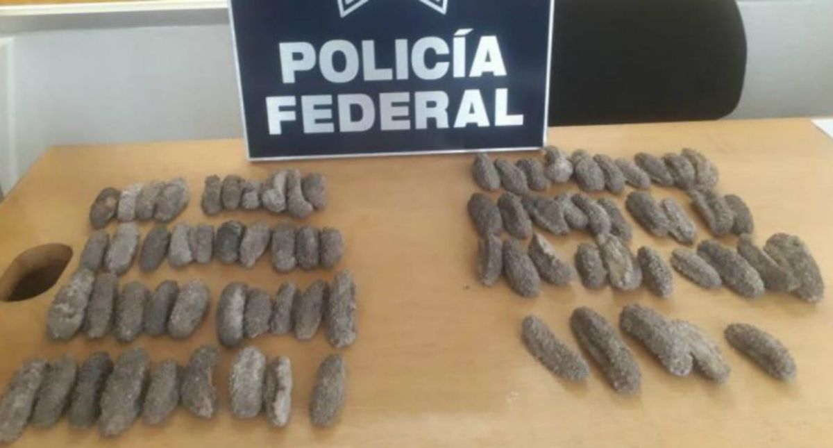 Aseguran pepinos de mar ocultos entre dulces en el AICM