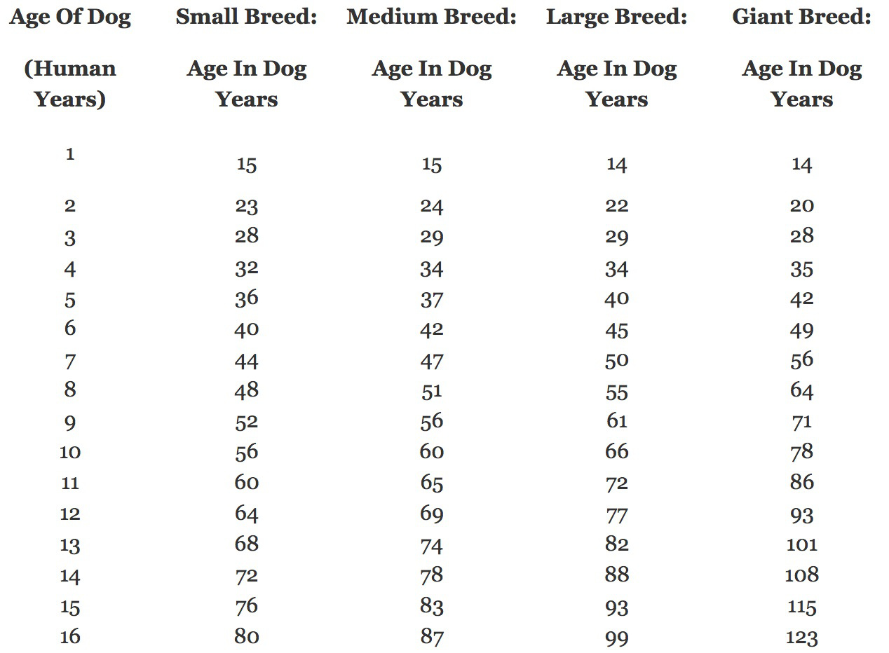 ¿Cómo conocer la verdadera edad de un perro? - perrito