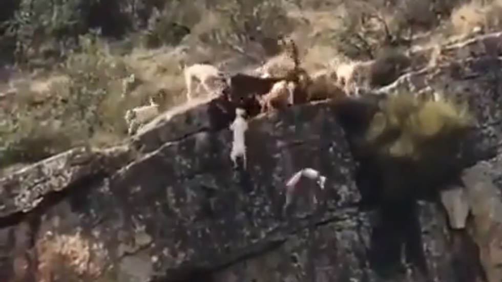 #Video 12 perros y un ciervo caen por barranco durante cacería