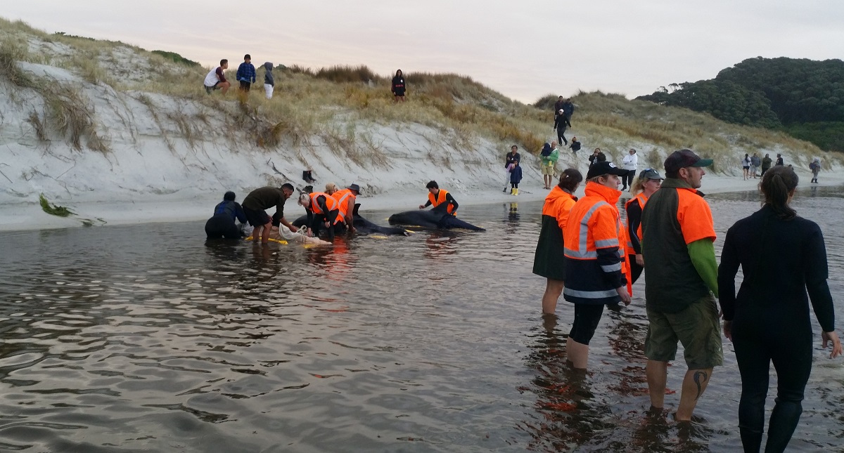 Luchan por rescatar a seis ballenas varadas en Nueva Zelanda
