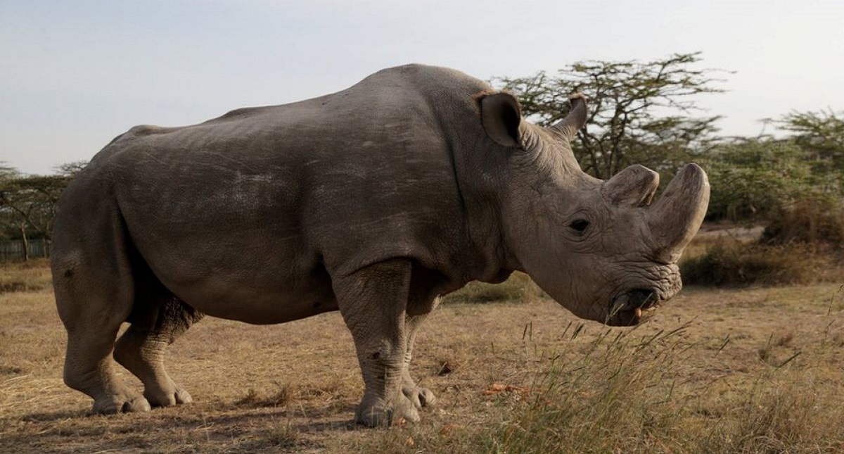 Surge esperanza para salvar al rinoceronte blanco del norte