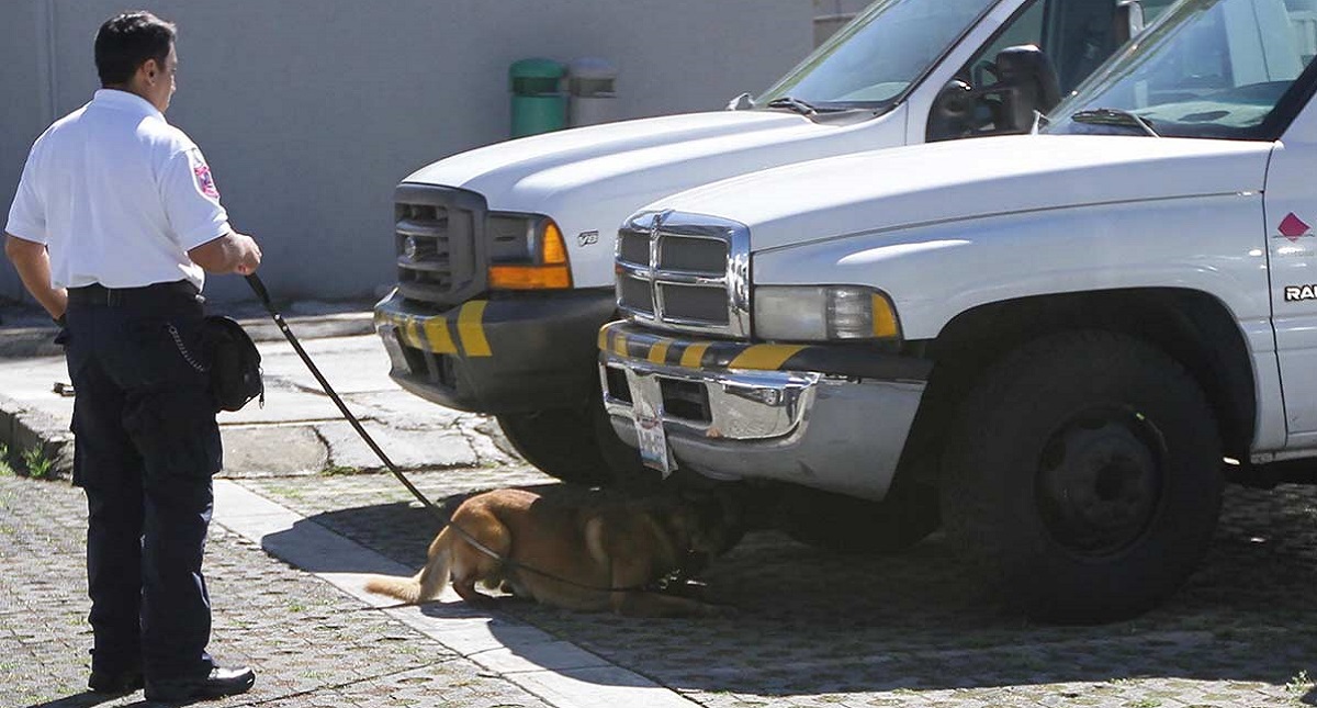 INE jubilará a dos perros de su Unidad Canina