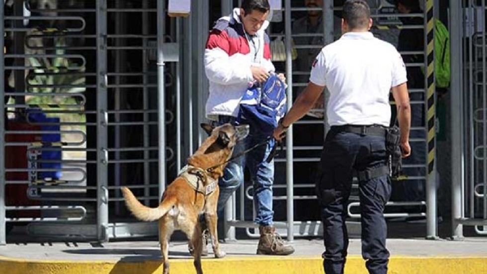 INE jubilará a dos perros de su Unidad Canina - semoviente-ine-rastreando-objetos-peligrosos