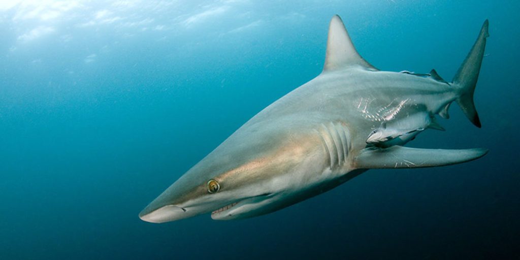 Datos que no conocía acerca de los tiburones - tiburon-10