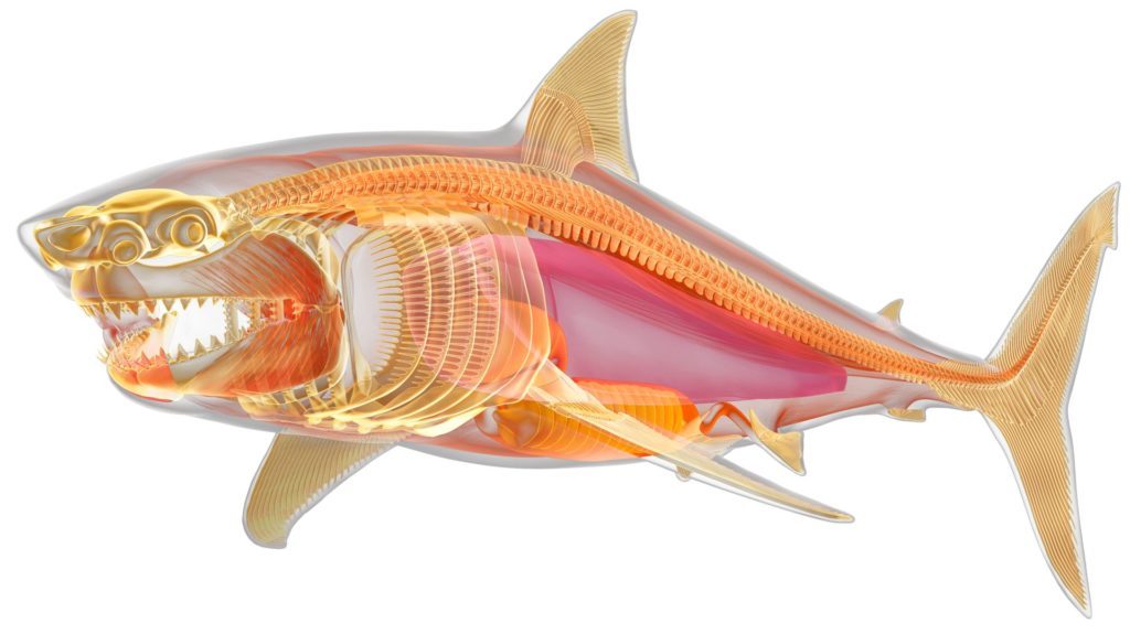 Datos que no conocía acerca de los tiburones - tiburon-3