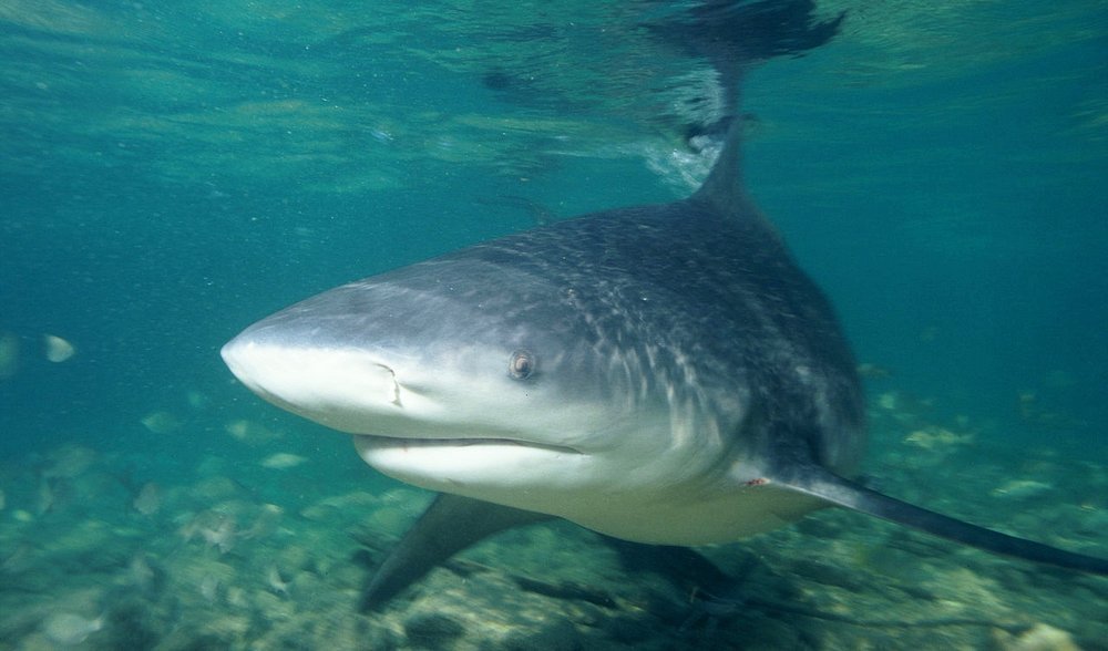 Datos que no conocía acerca de los tiburones - tiburon-6