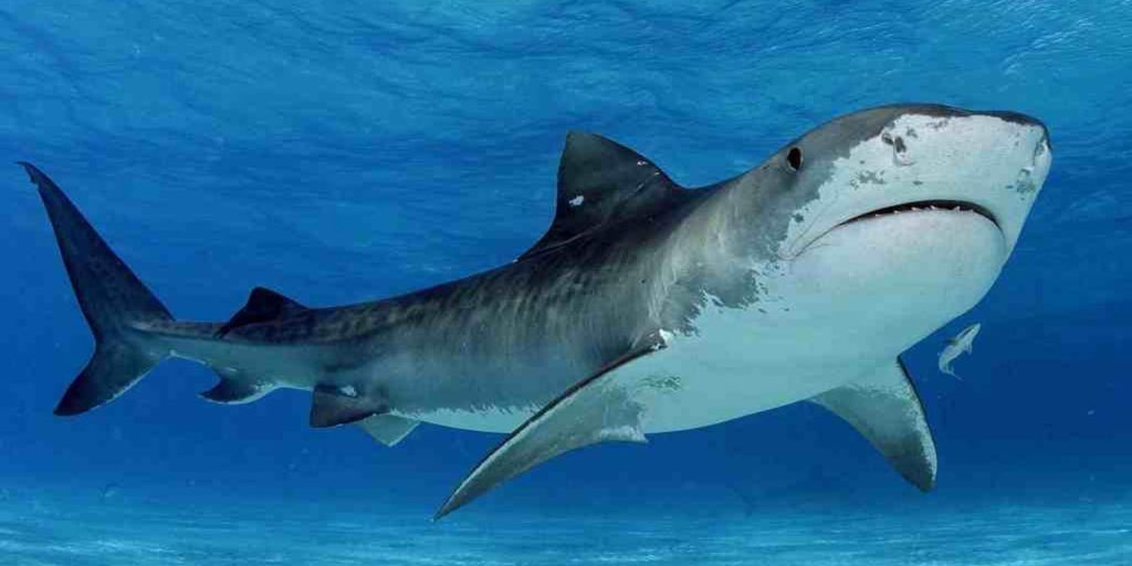Datos que no conocía acerca de los tiburones - tiburon-7