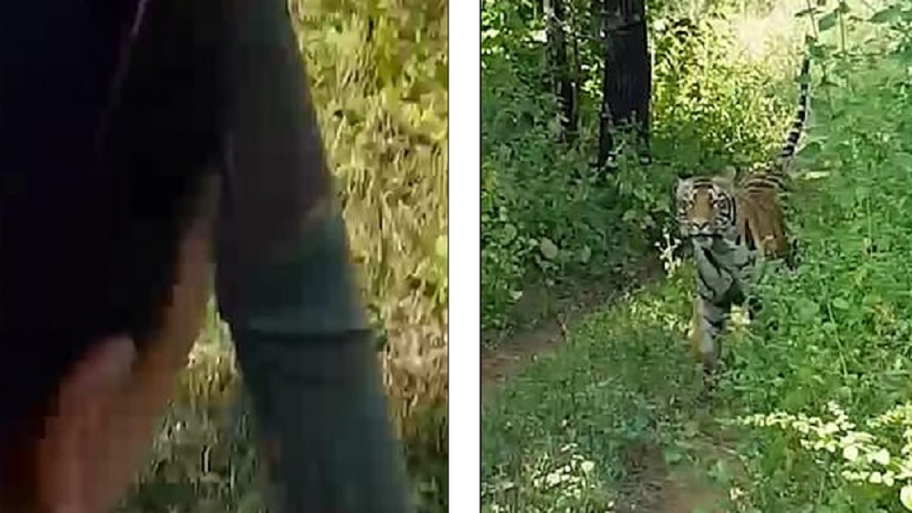 #Video Tigre persigue a turistas durante safari #Video Tigre persigue a turistas durante safari