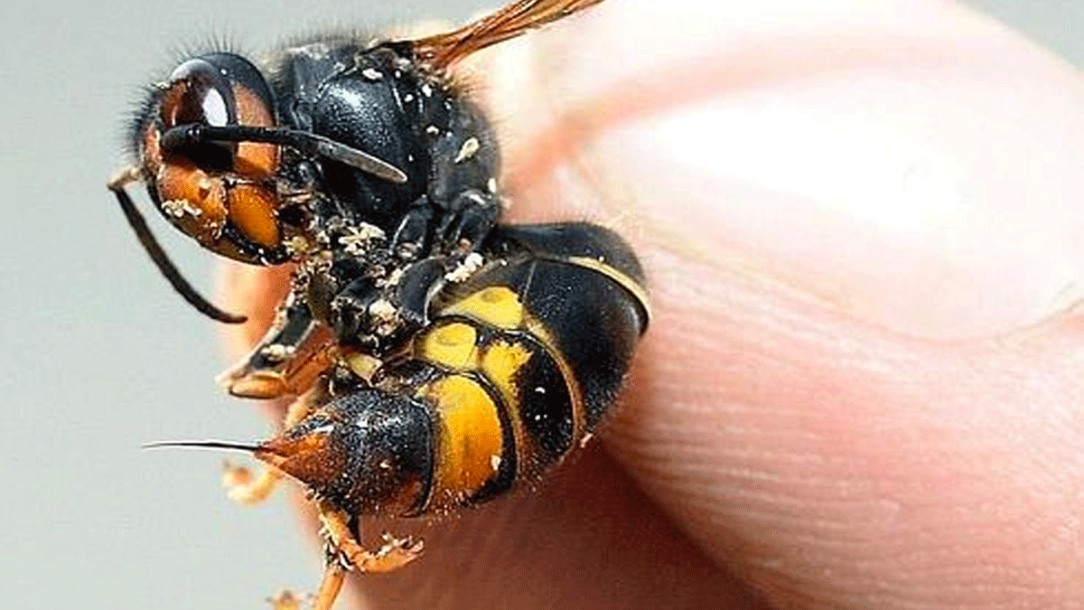 Veneno de avispa podría curar varios tipos de cáncer